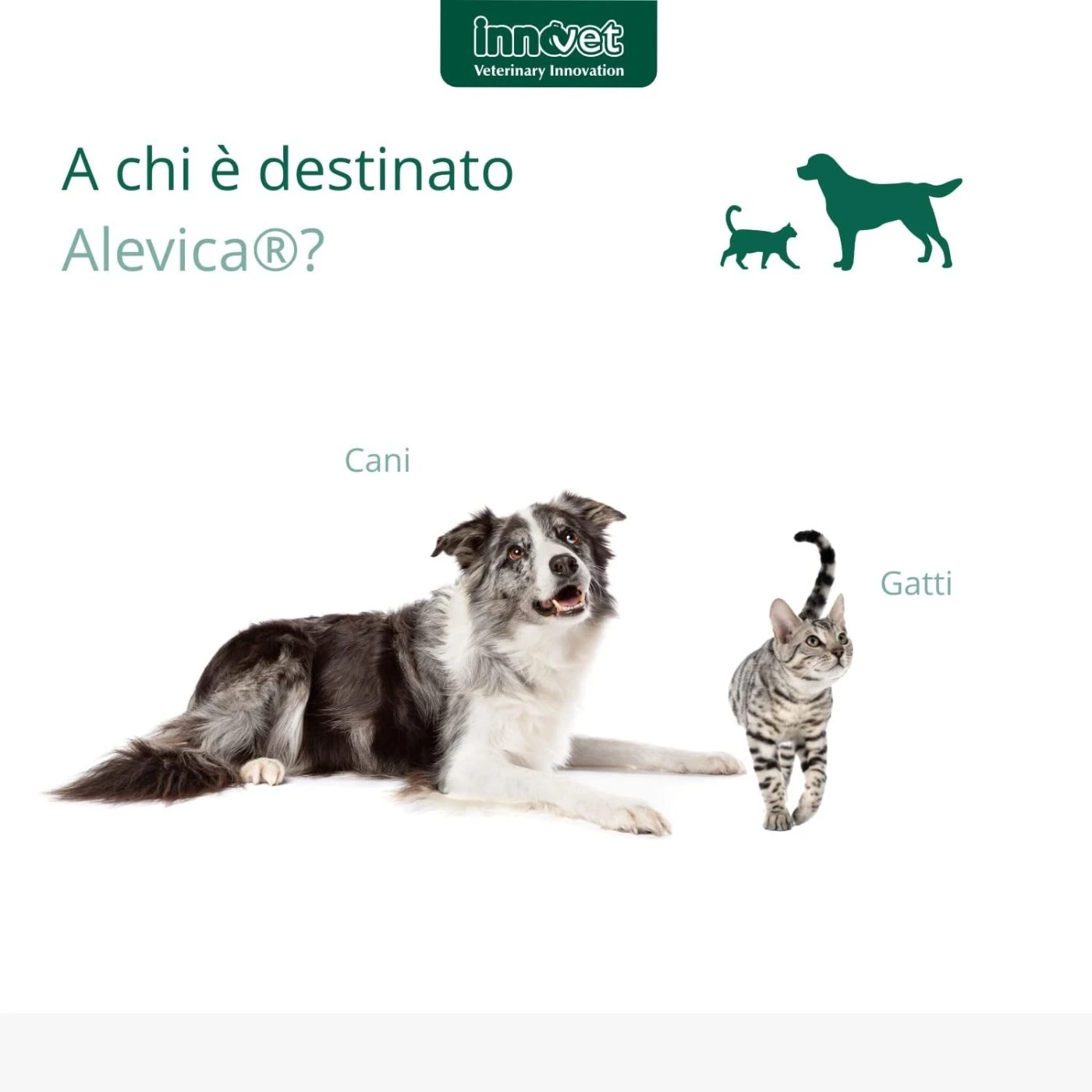 Innovet Alevica® Integratore Compresse Masticabili Per Cani E Gatti - immagine 5