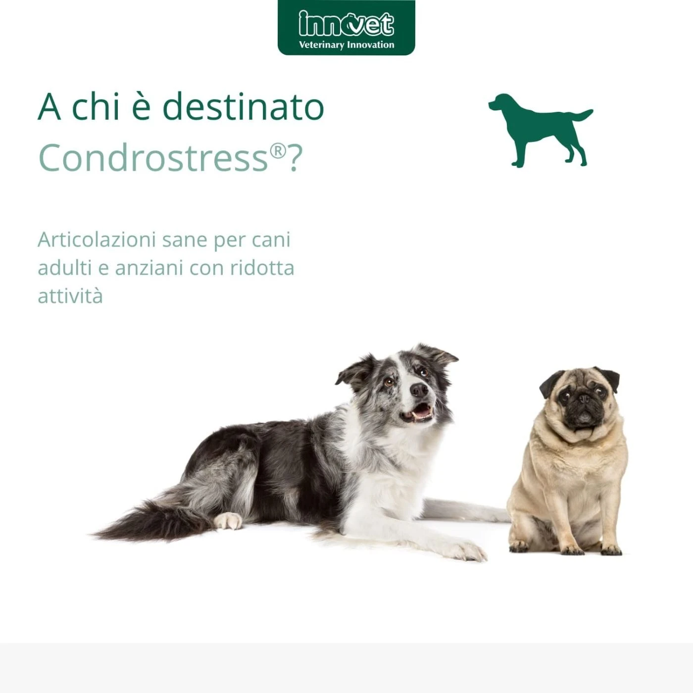 Innovet Condrostress® (+) Integratore Per Cani - immagine 7