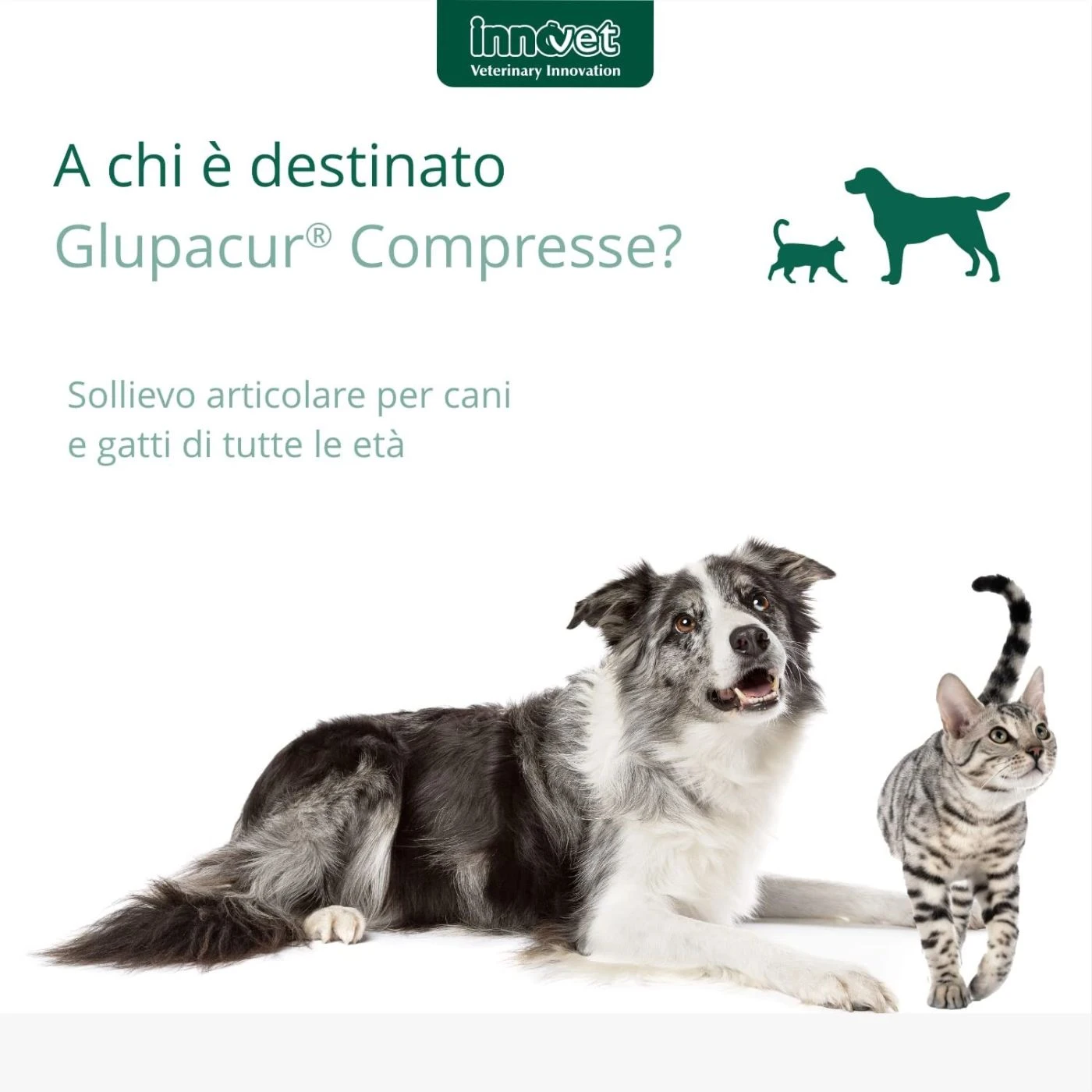 Innovet Glupacur® Compresse Per Cani E Gatti - immagine 6