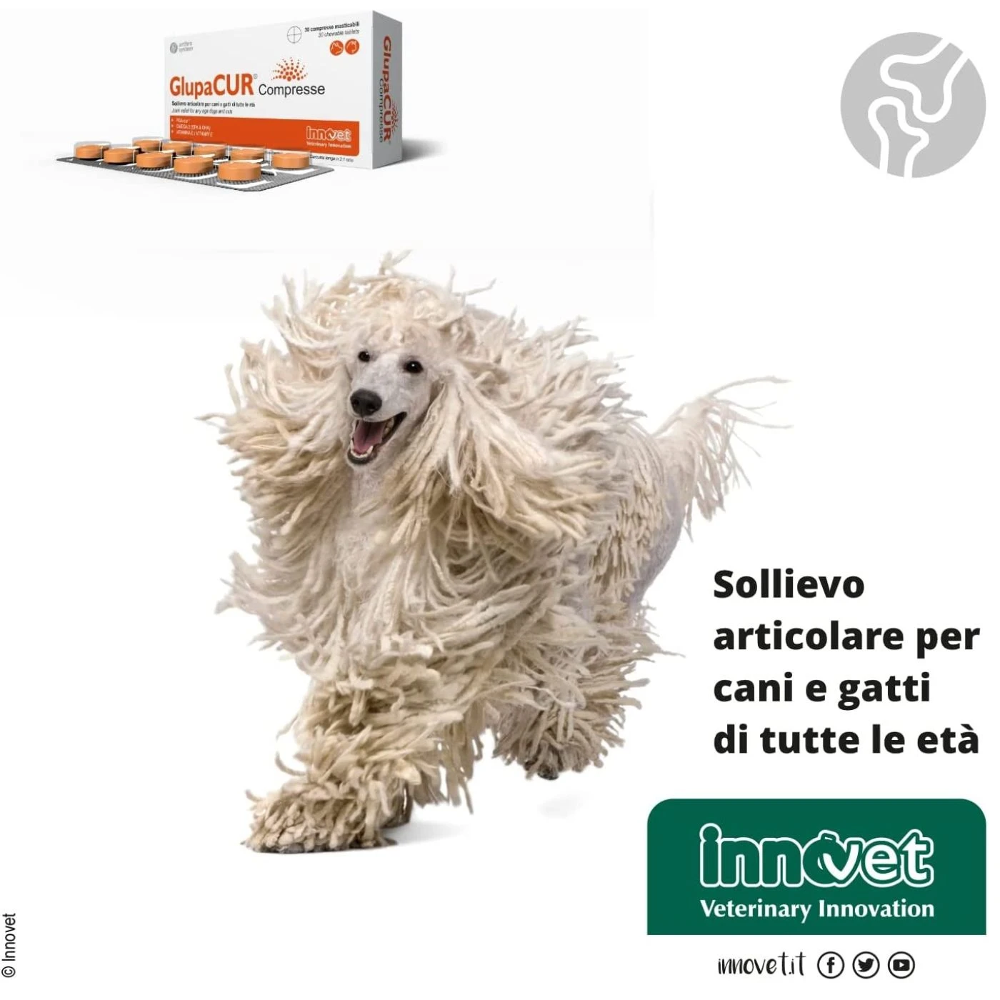 Innovet Glupacur® Compresse Per Cani E Gatti - immagine 7